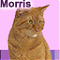 Morris's Avatar